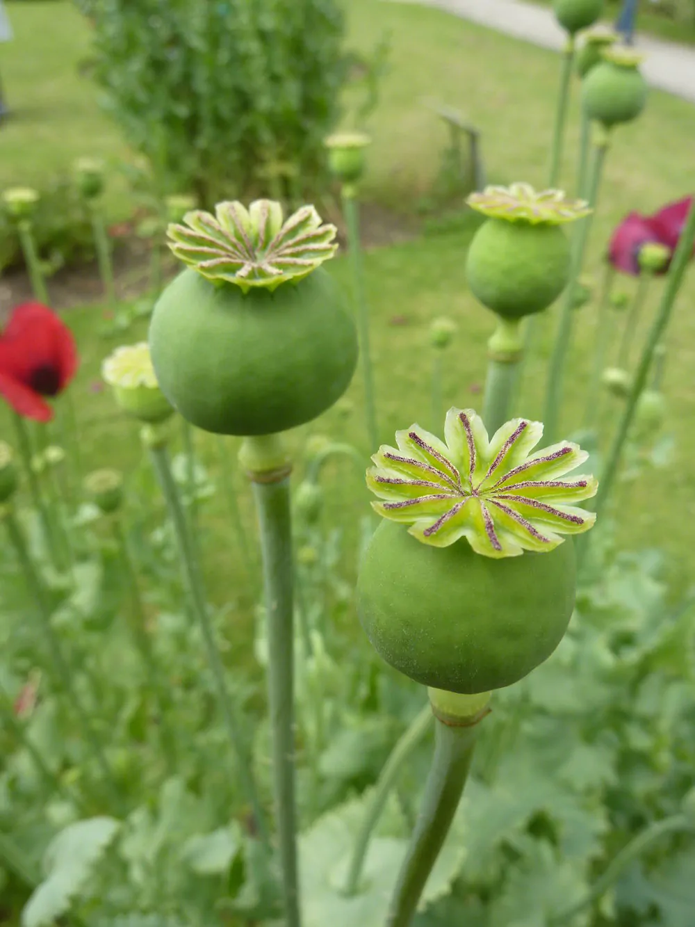 how to save poppy seeds